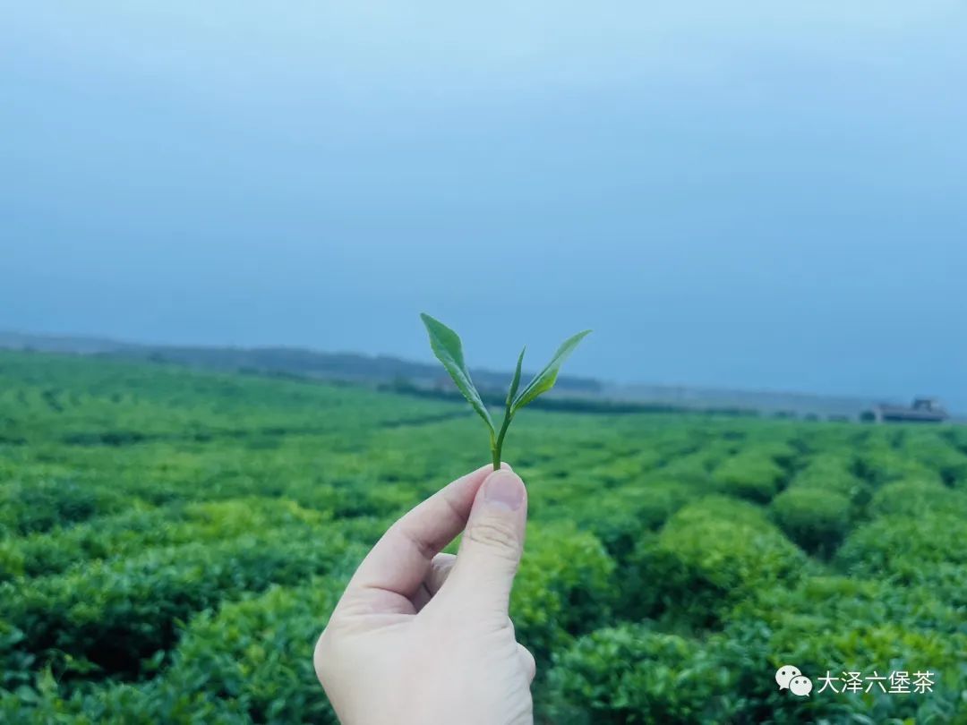 六堡茶未来可期！
